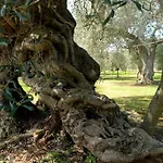 La Leccina